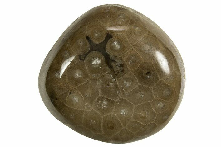 Polished Petoskey Stone (Fossil Coral) - Michigan #328354